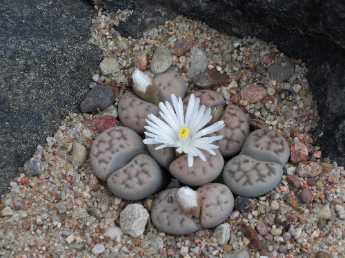 lithops karasmontana v.signalberg
